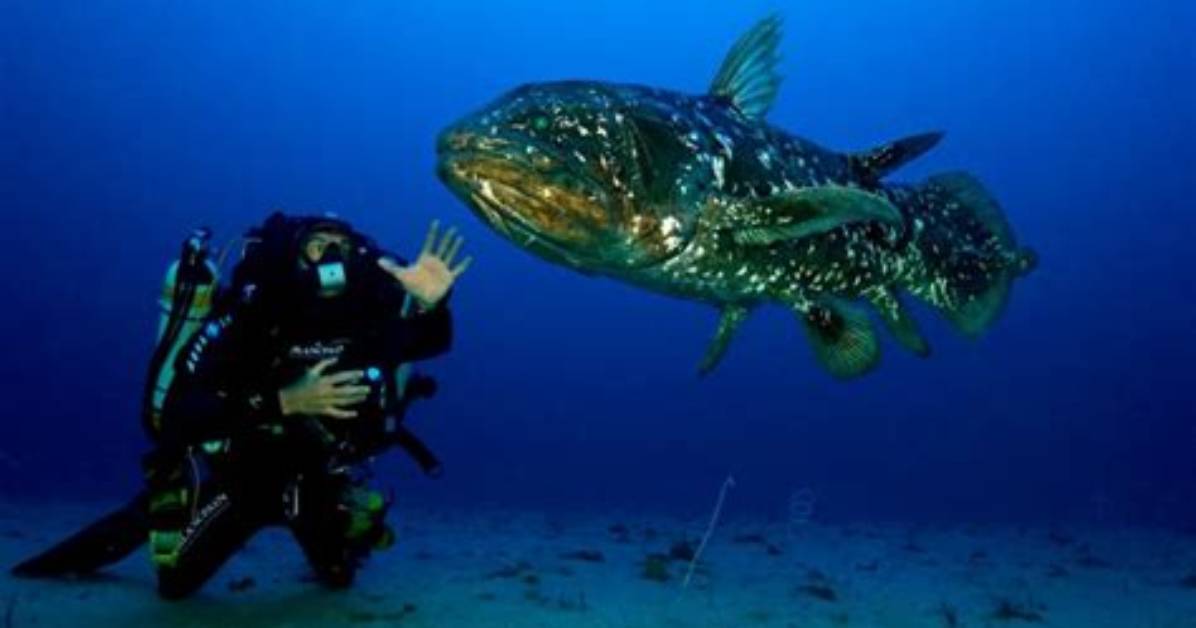 Where Do Coelacanth Live?