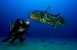 Where Do Coelacanth Live?