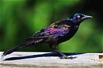 Where Do Common Grackles Live?