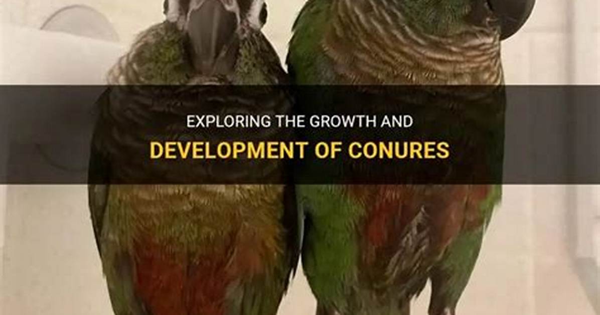 Where Do Conures Live?