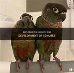 Where Do Conures Live?