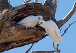 Where Do Corellas Nest?