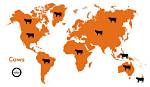 Where Do Cows Live?