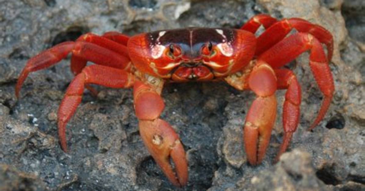 Where Do Crabs Live
