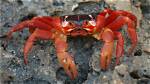 Where Do Crabs Live