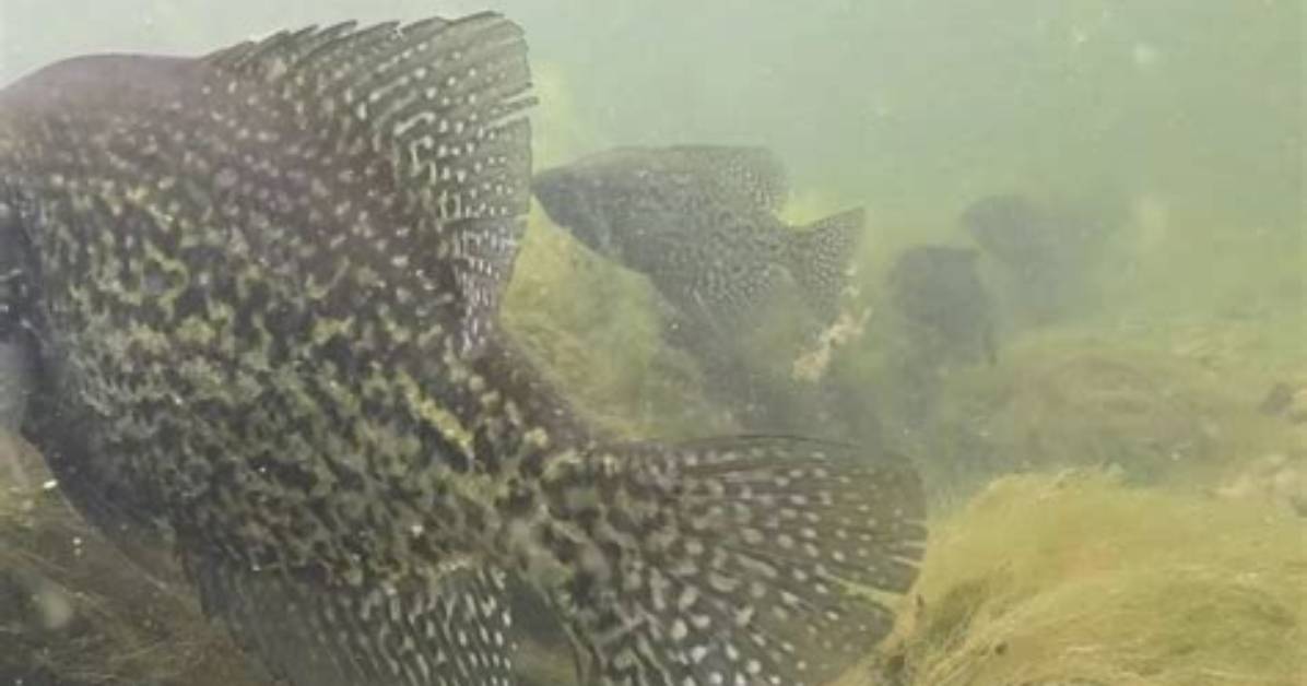 Where Do Crappies Spawn?