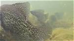 Where Do Crappies Spawn?