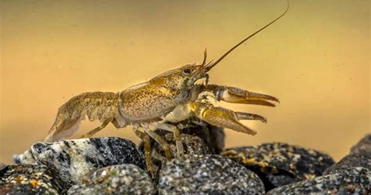 Where Do Crawfish Live