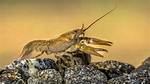 Where Do Crawfish Live