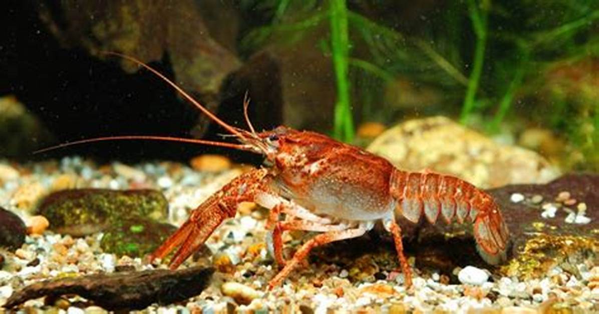 Where Do Crayfish Live