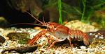 Where Do Crayfish Live