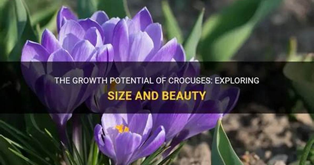 Where Do Crocuses Grow?