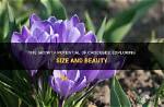 Where Do Crocuses Grow?