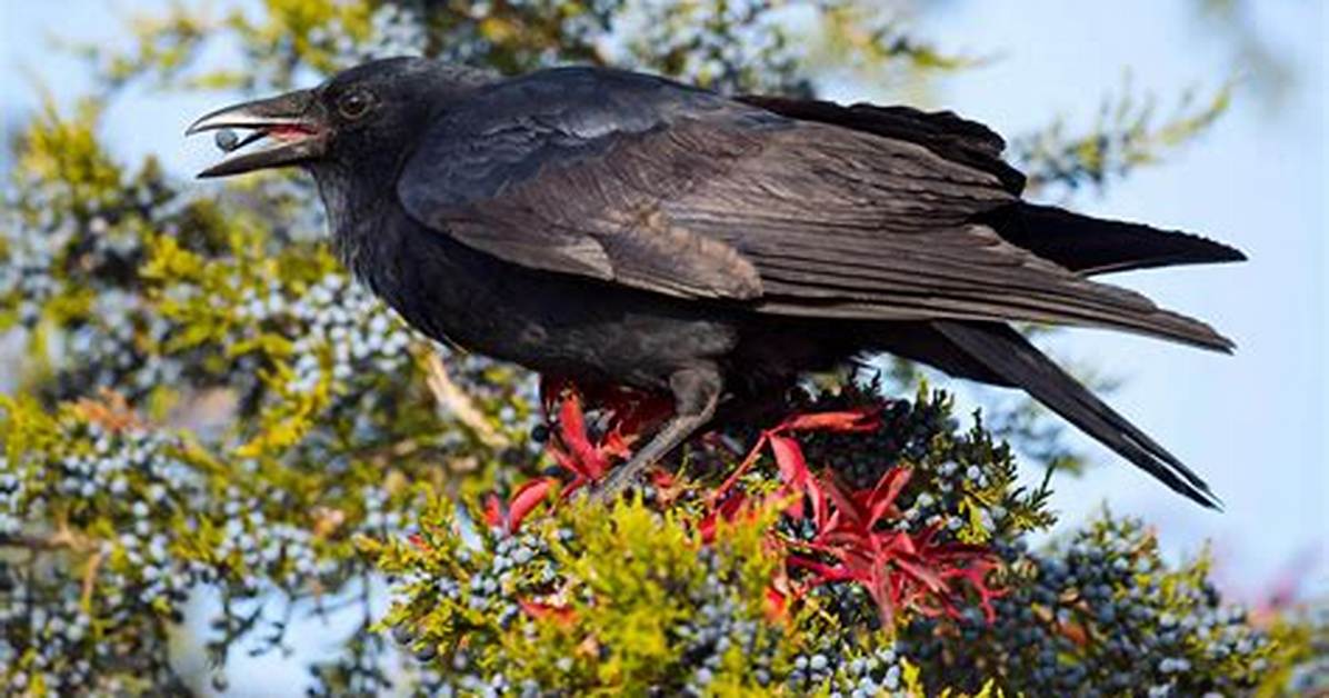 Where Do Crows Live