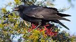 Where Do Crows Live
