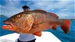 Where Do Cubera Snapper Spawn?
