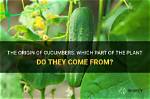 Where Do Cucumbers Come from?