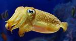 Where Do Cuttlefish Live