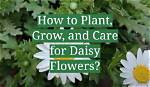 Where Do Daisy Grow?