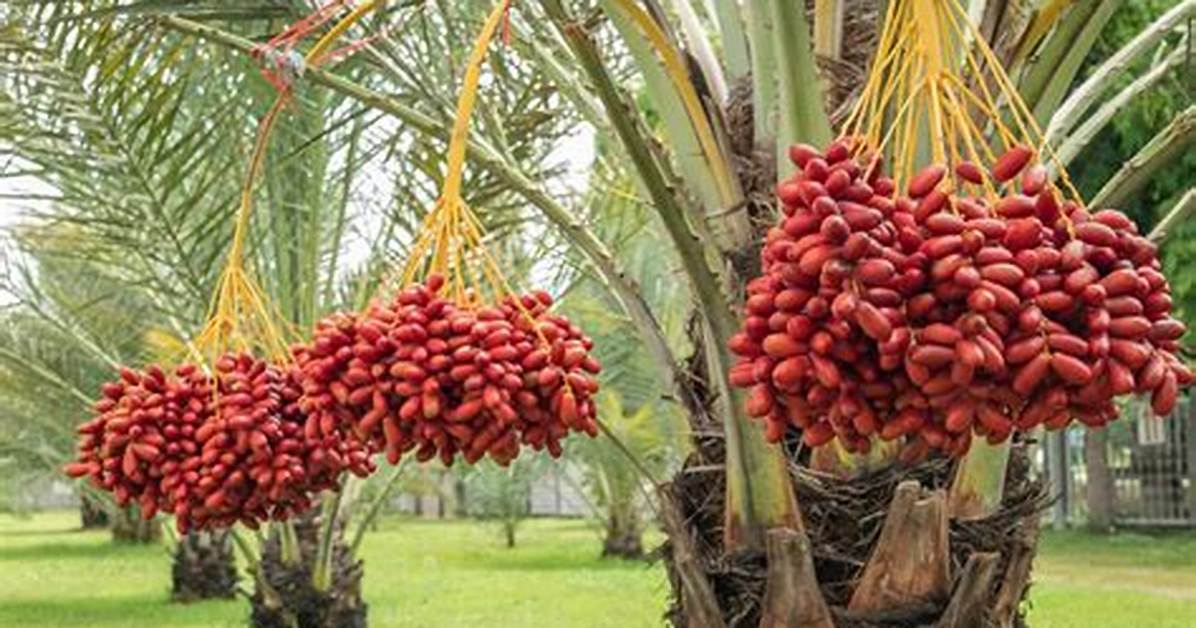 Where Do Dates Come From