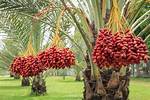 Where Do Dates Come From