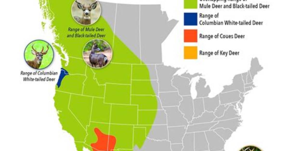 Where Do Deers Live?