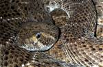 Where Do Diamondbacks Live?