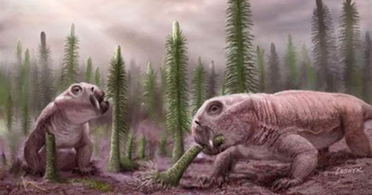 Where Do Dicynodont Live?