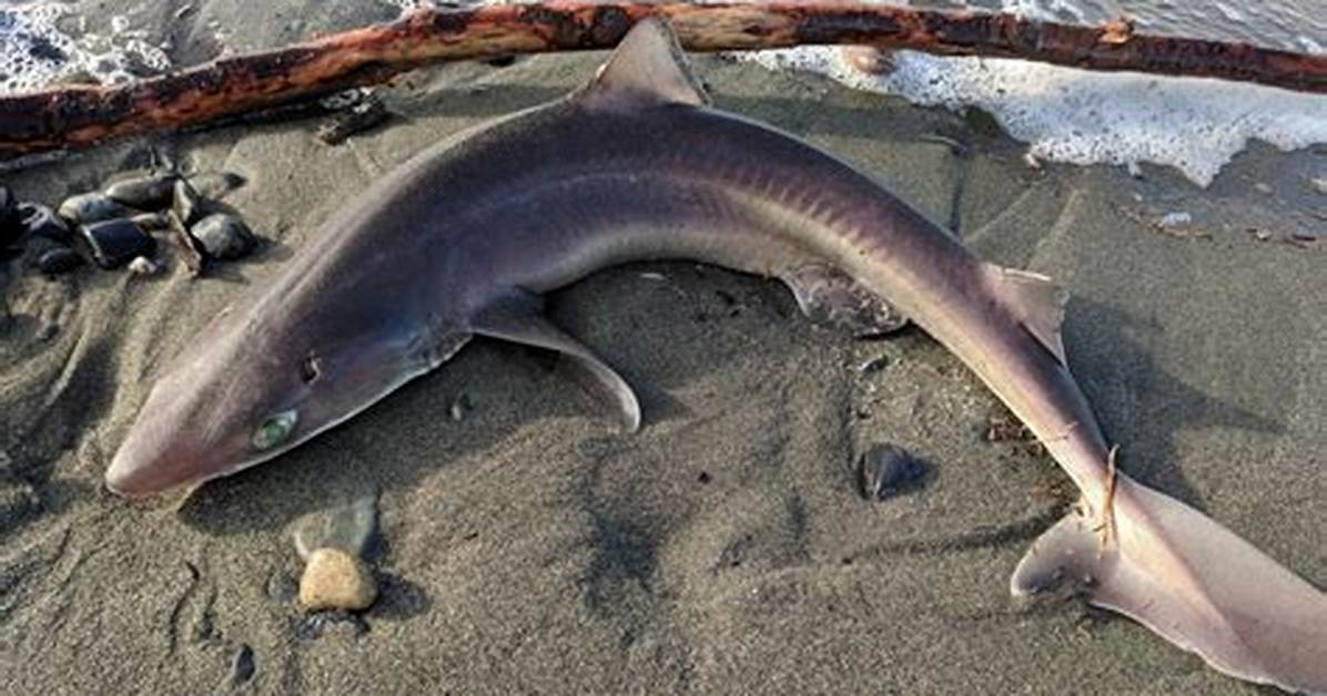 Where Do Dogfish Live?