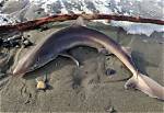 Where Do Dogfish Live?