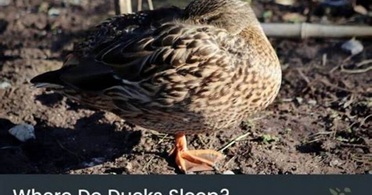 Where Do Ducks Sleep