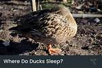 Where Do Ducks Sleep