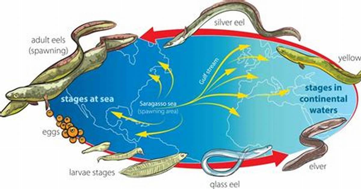 Where Do Eels Come from?