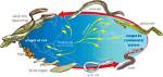 Where Do Eels Come from?