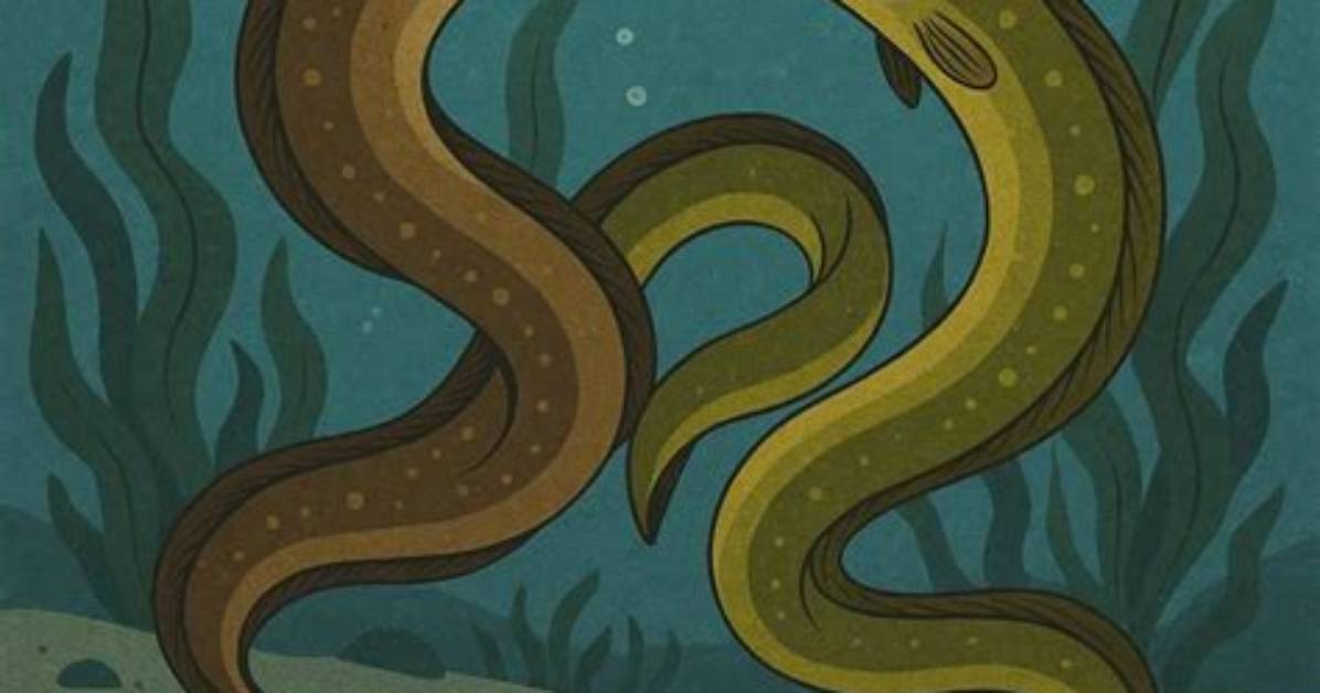 Where Do Eels Mate?