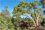 Where Do Eucalyptus Trees Grow?