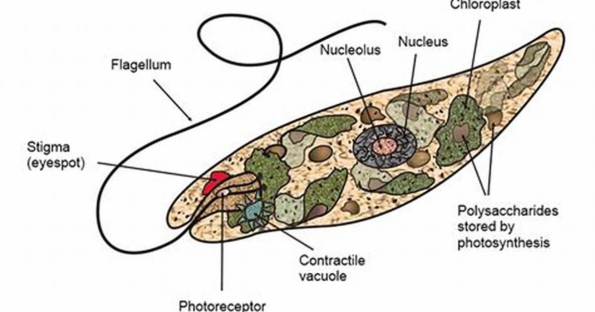 Where Do Euglenoids Eat?