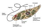 Where Do Euglenoids Eat?