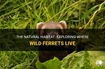 Where Do Ferrets Live?