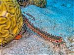 Where Do Fireworms Live?