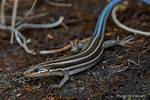 Where Do Five Lined Skinks Live?