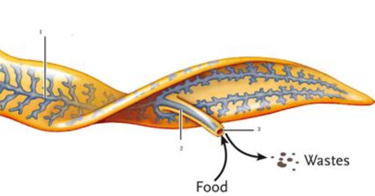 Where Do Flatworms Eat?
