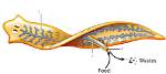 Where Do Flatworms Eat?