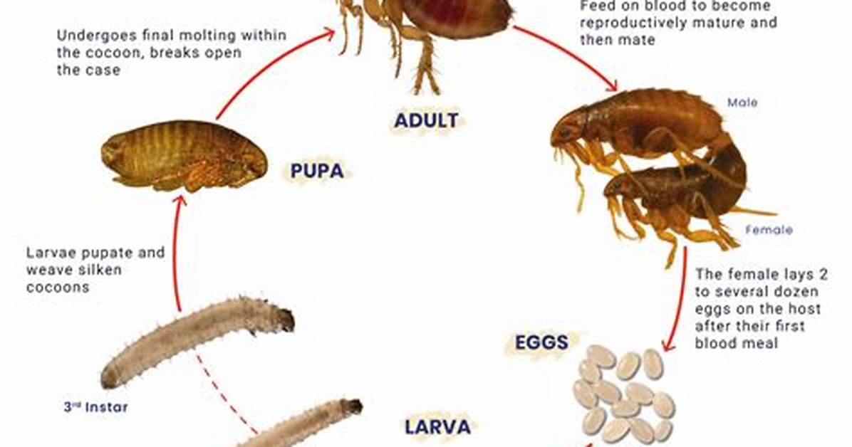 Where Do Fleas Live