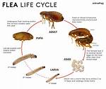 Where Do Fleas Live