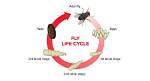 Where Do Flies Lay Eggs?