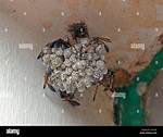 Where Do Flies Nest?