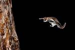 Where Do Flying Squirrels Live?