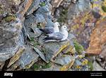 Where Do Fulmars Nest?