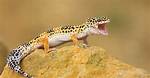 Where Do Geckos Live?